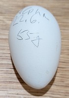Alpha-Ei von heute - ungewöhnlich spitz und praktisch weiß, auch ungewöhnlich für Alpha. Aber es ist eben das erste seit Wochen.